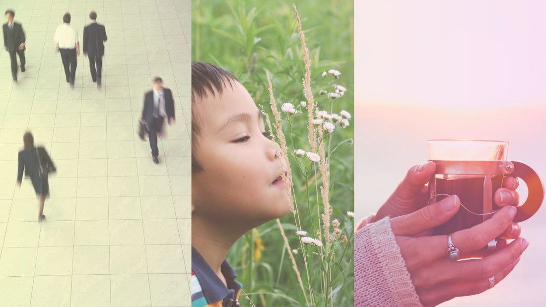 「Dr. Herbとは?⾃然の恵みと共に⼼⾝を整える世の中へ。」